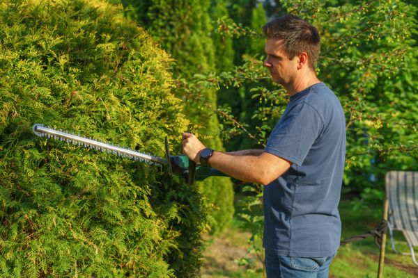 Gardener trimming a green hedge