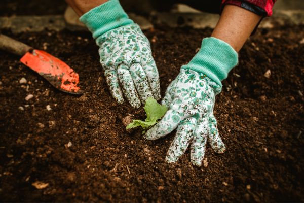 Gloved hands pulling weeds from soil